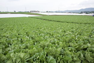 水果采摘游戏